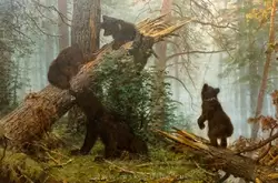 Шишкин И.И. «Утро в сосновом лесу» («Три медведя»)