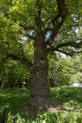 600-летний дуб в Коломенском
