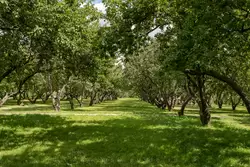 Яблоневый сад, Коломенское