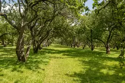 Яблоневый сад в Коломенском