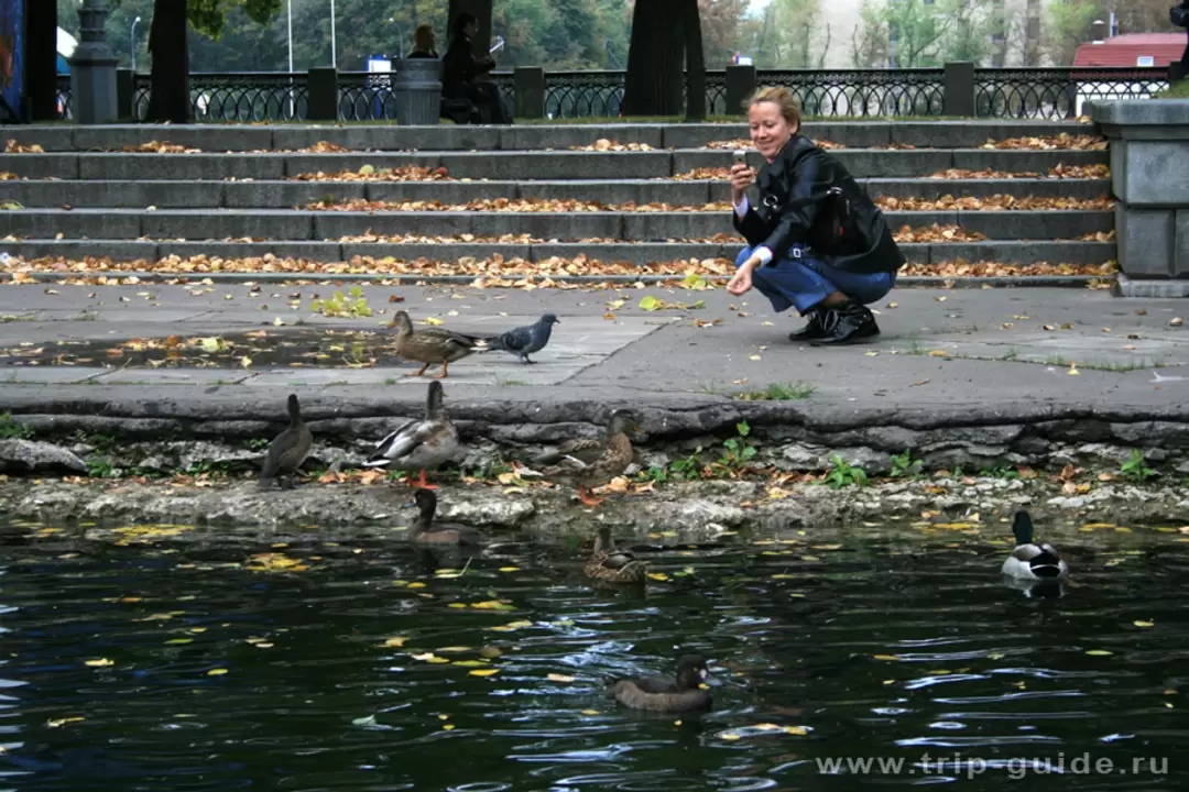 Парк Горького в Москве, уточки Парк Горького в Москве, уточки