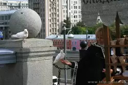 Белые голуби у Храма Христа Спасителя