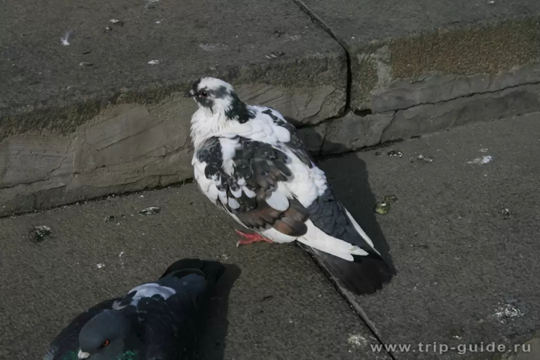 Голуби на ступеньках библиотеки имени Ленина Голуби на ступеньках библиотеки имени Ленина