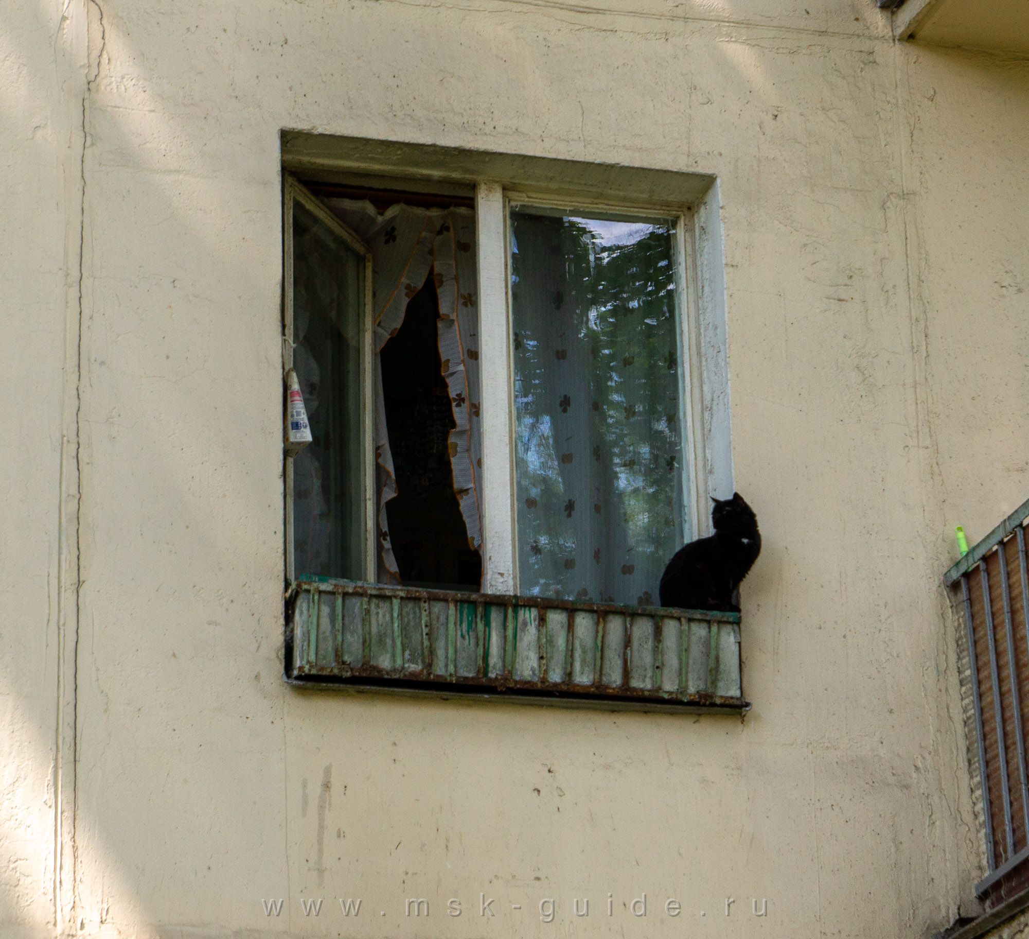 Кот в окне Кот в окне
