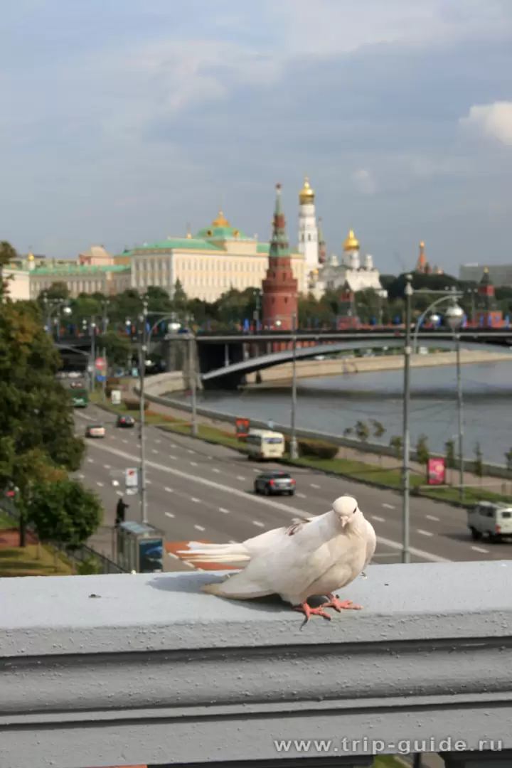 Голубь на фоне Московского кремля Голубь на фоне Московского кремля