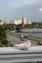 Патриарший мост, голубь на фоне Московского кремля