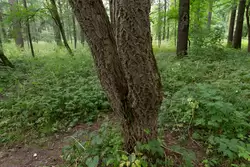 Бархат амурский или амурское пробковое дерево