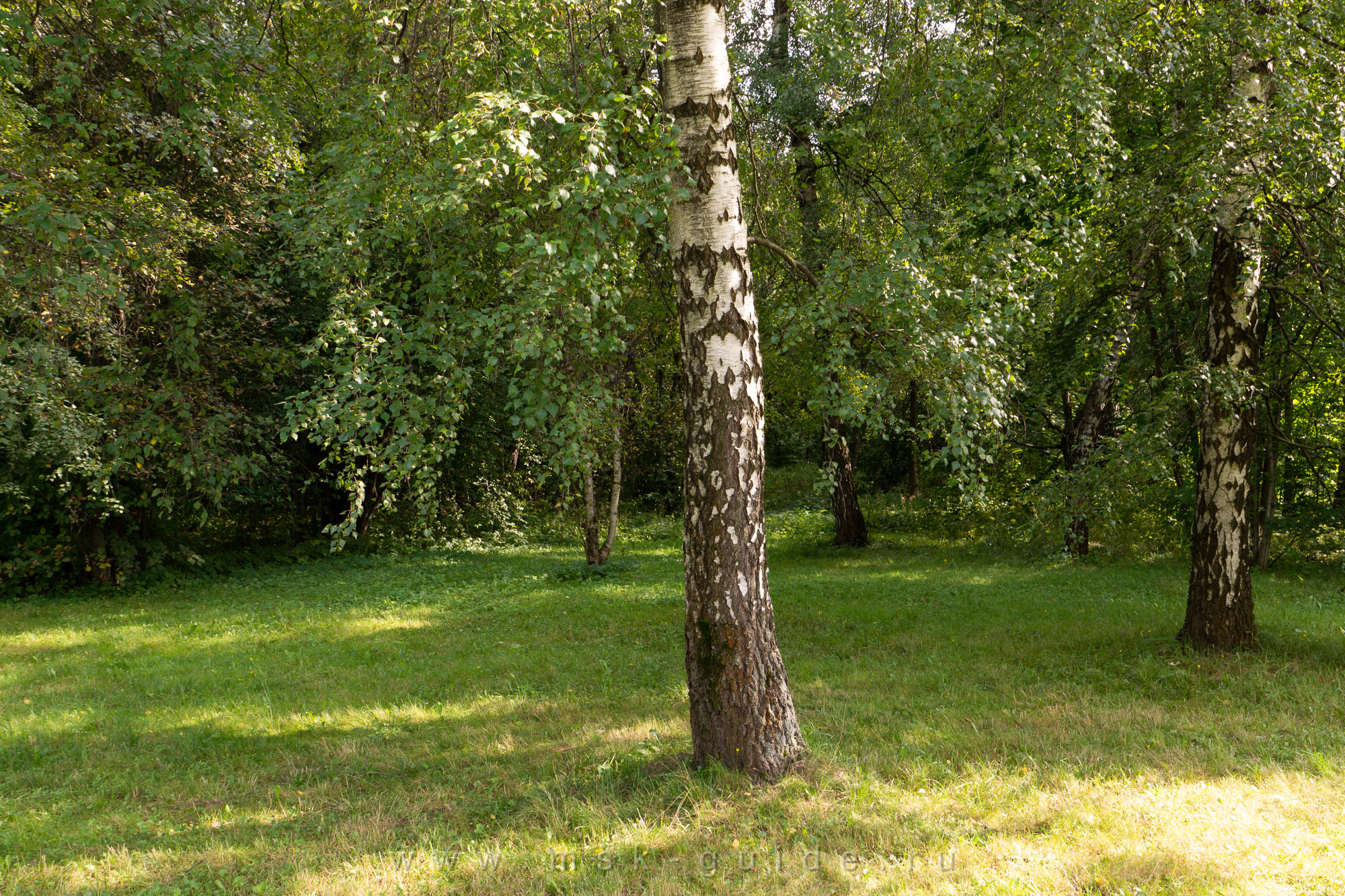 Берёза