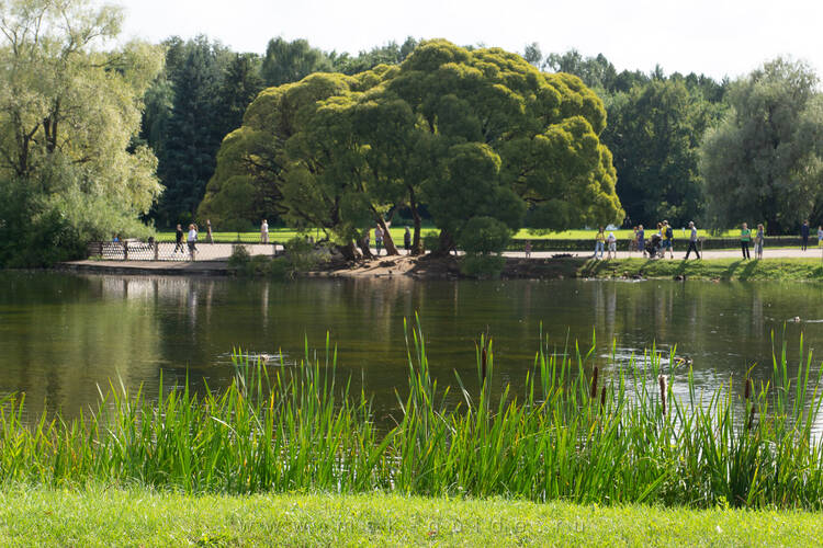 Ботанический сад в Москве: режим работы 2024 и стоимость билетов, как ...