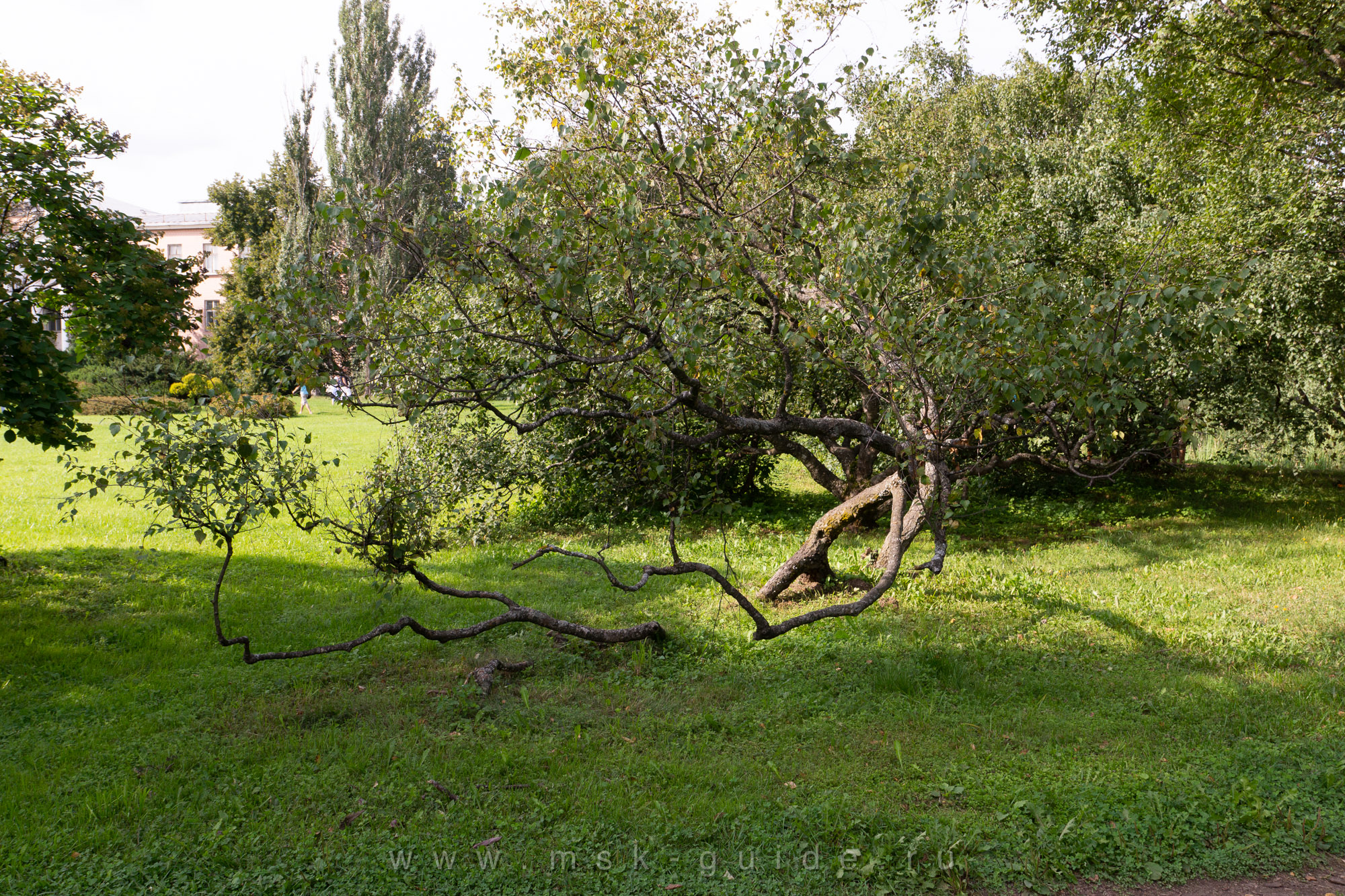 Карельская берёза