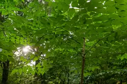 Листья аралии (то, что отходит от ствола — один лист)