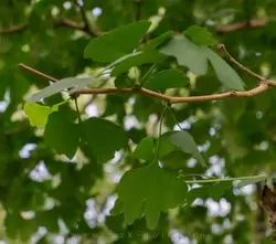 Листья гинкго