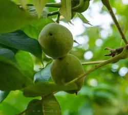 Плод ореха маньчжурского