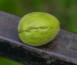 Плод ореха маньчжурского