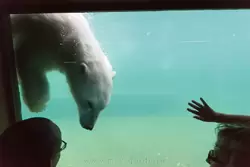 Бассейн для белого медведя в зоопарке Москвы