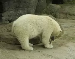Белый медведь в Московском зоопарке