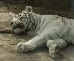 Бенгальский (белый тигр)