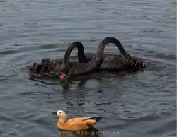 Чёрные лебеди