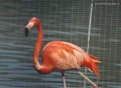 Фламинго в Московском зоопарке