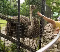 Московский зоопарк, африканский страус