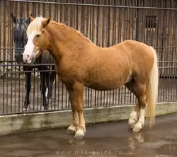 Московский зоопарк, лошадь домашняя