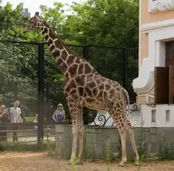 Сетчатый жираф в Московском зоопарке