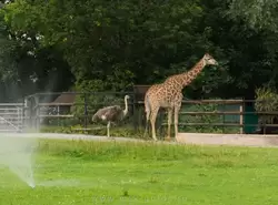 Южно-африканский жираф в зоопарке в Москве